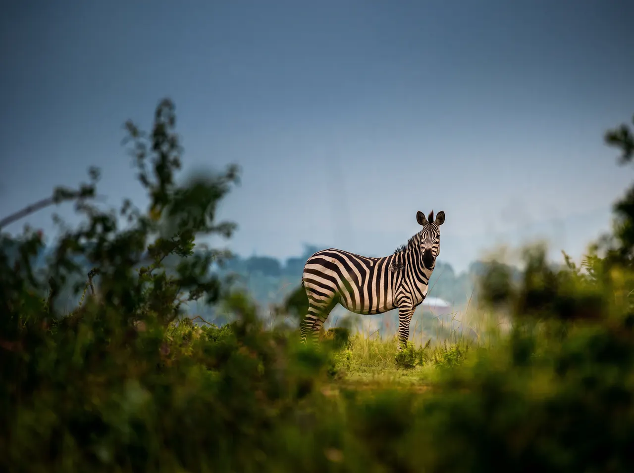 A zebra grazing in the green landscape near The Nyakaju.