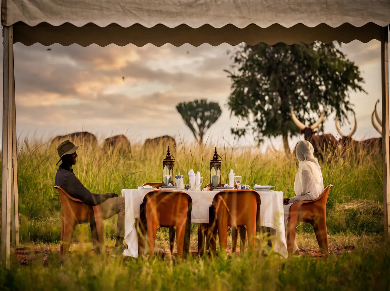 Guests dining outdoors beside Ankole cattle in the countryside.
